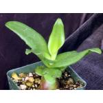 Ledebouria concolor 4-inch pots