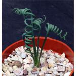 Albuca spiralis 4-inch pots