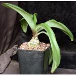 Albuca acuminata one-gallon pots