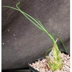 Albuca acuminata 5-inch pots