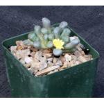 Aloinopsis schoonesii 4-inch pots