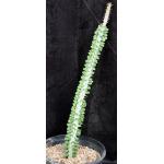 Alluaudia procera 2-gallon pots