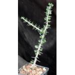 Alluaudia comosa 4-inch pots