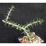 Alluaudia comosa 4-inch pots