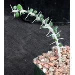 Alluaudia comosa 4-inch pots