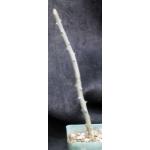 Alluaudia dumosa 4-inch pots