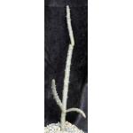 Alluaudia dumosa one-gallon pots