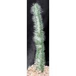 Alluaudia montagnacii one-gallon pots