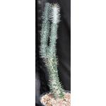 Alluaudia montagnacii 2-gallon pots