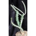 Alluaudia procera 8-inch pots