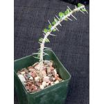 Alluaudia comosa 4-inch pots