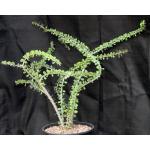 Alluaudia humbertii 2-gallon pots