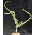 Alluaudia humbertii one-gallon pots