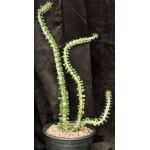 Alluaudia procera 2-gallon pots