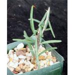 Alluaudiopsis fiherenensis 4-inch pots