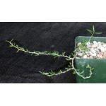 Alluaudiopsis marnieriana 4-inch pots
