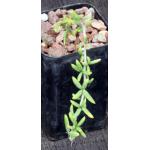 Alluaudiopsis marnieriana 2-inch pots