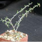 Alluaudiopsis marnieriana 4-inch pots