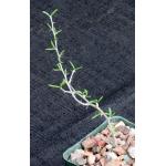 Alluaudiopsis marnieriana 4-inch pots