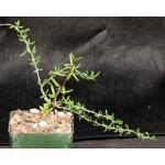 Alluaudiopsis marnieriana 3-inch pots