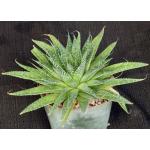 Aloe aristata 4-inch pots