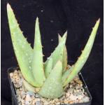 Aloe elegans 5-inch pots