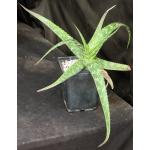 Aloe suffulta 5-inch pots