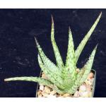 Aloe cv Lizard Lips 3-inch pots