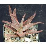 Aloe cv Purple Haze 4-inch pots