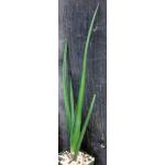 Aloe barberae 4-inch pots