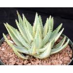 Aloe brevifolia (variegated) 8-inch pots