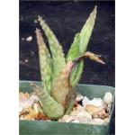 Aloe buzeiriensis (JL 4868) 4-inch pots