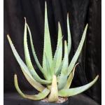 Aloe castanea one-gallon pots