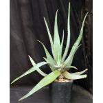 Aloe chaubaudii var. chaubaudii (Matopos form) one-gallon pots