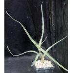 Aloe clarkei 5-inch pots