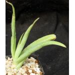 Aloe collenetteae (ES 15162) 5-inch pots