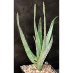 Aloe cv Hercules 5-inch pots