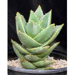 Aloe distans 2-gallon pots