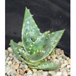 Aloe distans 5-inch pots