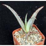 Aloe divaricata 2-inch pots