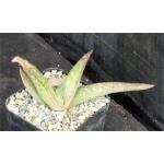 Aloe elegans 2-inch pots