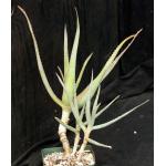 Aloe mandotoensis 5-inch pots