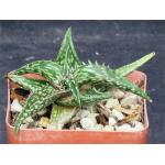 Aloe mcloughlinii 4-inch pots
