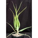 Aloe munchii one-gallon pots