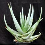 Aloe petricola 2-gallon pots