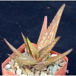 Aloe rendilliorum 3-inch pots