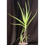 Aloe rivierei one-gallon pots