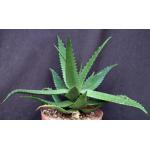 Aloe secundiflora (WY 1021) 8-inch pots