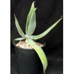 Aloe striata 2-gallon pots
