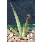 Aloe ukambensis 4-inch pots